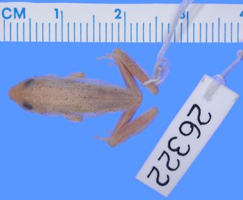 Media type: image; Herpetology A-26322